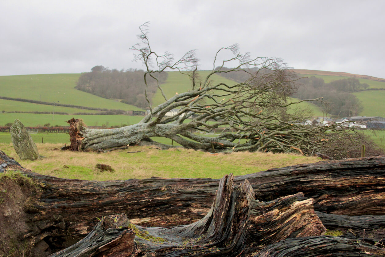 Tree felled by Storm